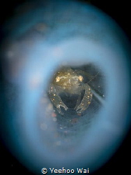 A tiny shrimp in blue tunicate
Tulamben, Bali by Yeehoo Wai 